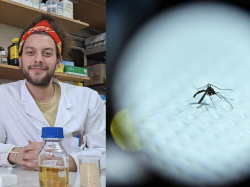 Raziskovalec Sebastiano Volpe, desno komar, ki prenaša dengo in čikungunjo (OSEBNI ARHIV, ANSA)