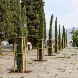 Ciprese krasijo rimski forum pod gradom (L.T./FOTODAMJ@N)