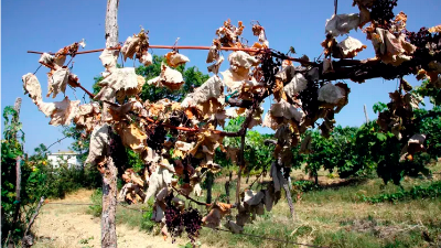 Vročina in ožigi močno sušijo jagode in manjšajo končno maso pridelka v vinogradih (ZDRAVKO PRIMOŽIČ/FPA/PRIMORSKE NOVICE)