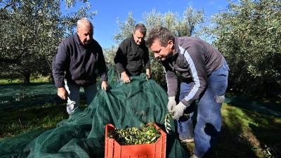 Pobiranje oljk v Mačkoljah (FOTODAMJ@N)