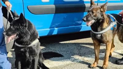 Barak in Havana, službena psa policije iz Bologne (KVESTURA)