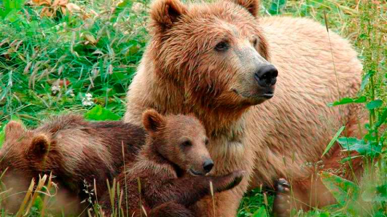 Pri Pivki opazili medvedko z mladiči in se ustavljali, da bi jo fotografirali