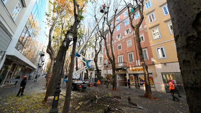 Po mestu bodo posekali 71 dreves