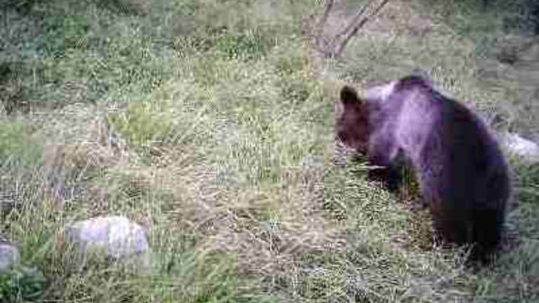 Na Cerju se potika mladi medved
