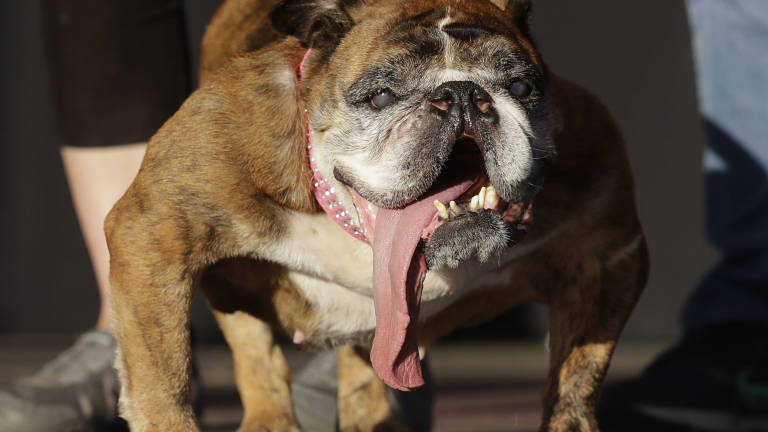 Poginil najgr&scaron;i pes na svetu