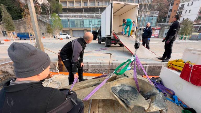 Iz morja rešili še lobanjo nesrečnega brazdastega kita