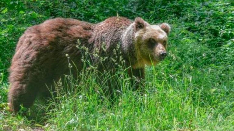 Na območju med Volčami in Vremščico lovec ustrelil medveda