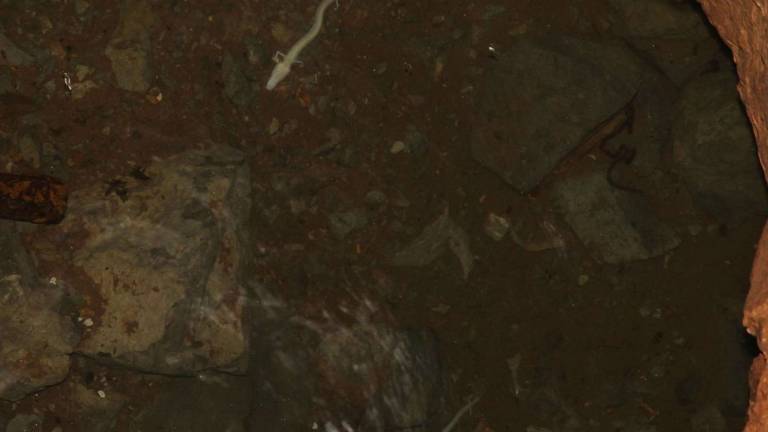 V jami pri Komarjih živita člove&scaron;ki ribici