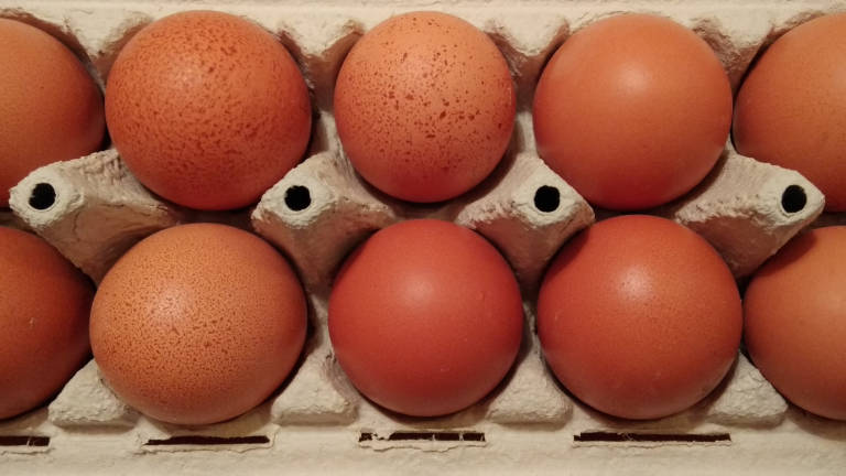 Fipronil v jajcih
