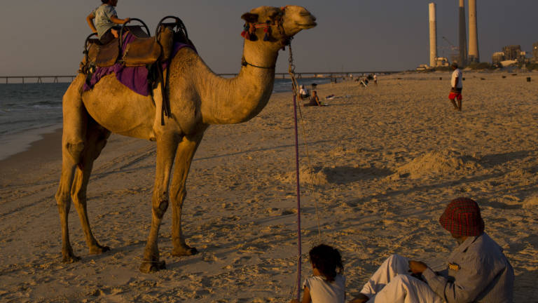 Zmedo na cesti povzročila kamela