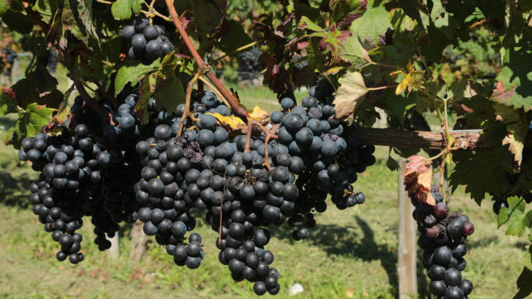Lani v svetu manj vina, Italija prva proizvajalka