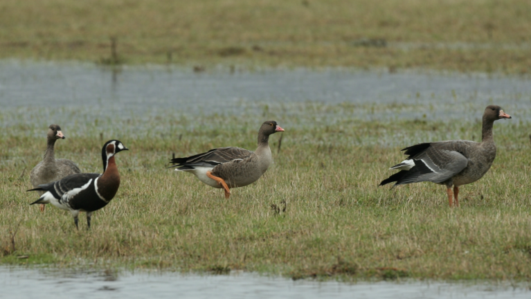 V Škocjanski zatok prileti vse več ptic