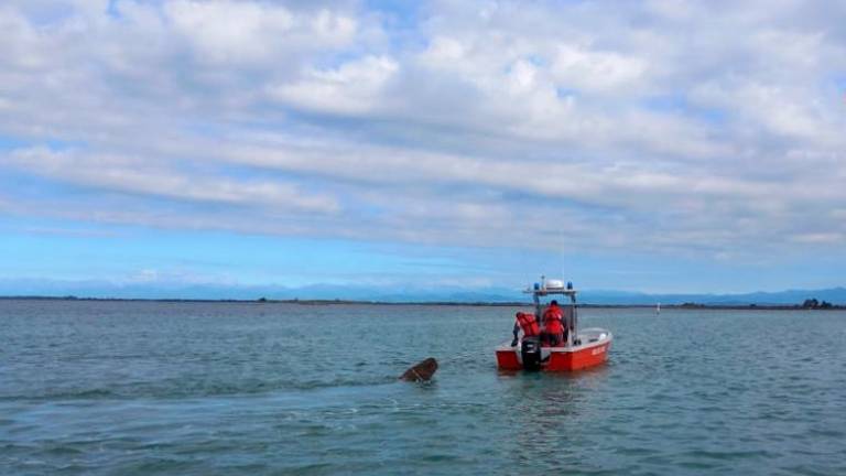 Gasilci iz morja odstranili 1000-kilogramski hlod