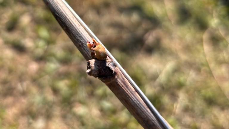 Prikradejo se ponoči, za sabo pustijo le škodo