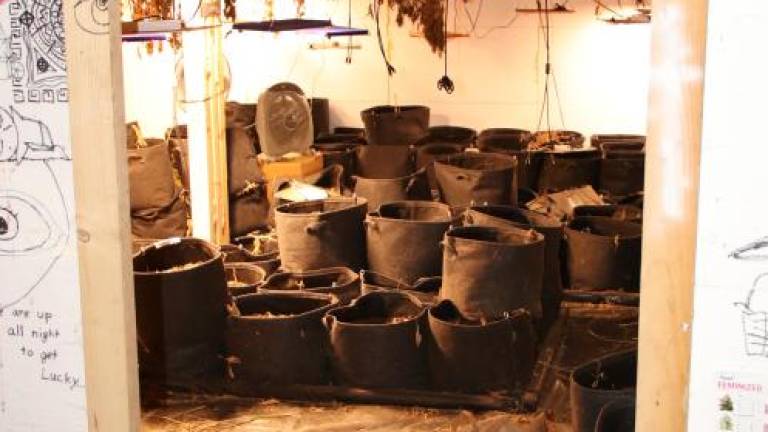 Policisti odkrili 200 sadilnih vreč in sedem kg posušene konoplje