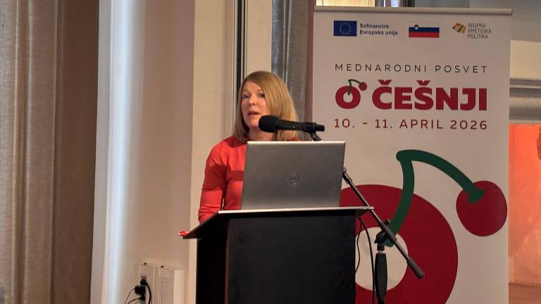 Briška češnja: nekoč vir dohodka, danes poslanstvo