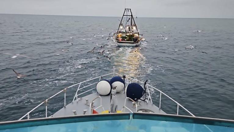 Na Pesku zasegli 150 kilogramov inčunov