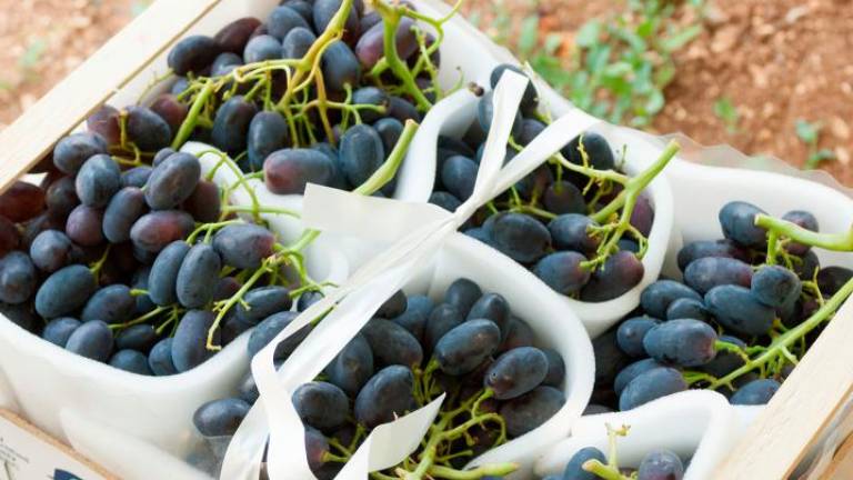 Zaradi presežka pesticidov v Sloveniji odpoklicali uvoženo črno grozdje
