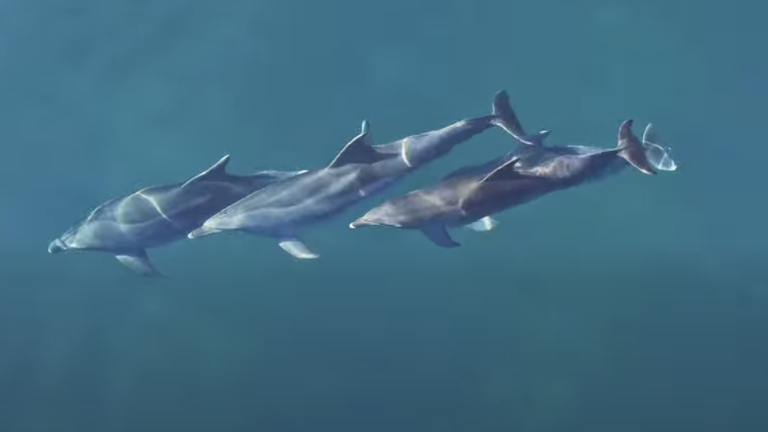 Morje pred Miramarom obiskali delfini