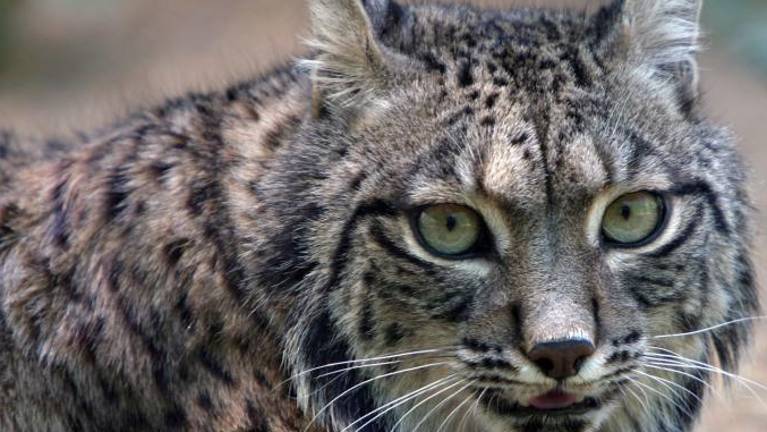 V Sloveniji uspešno rešujejo ogrožene rise