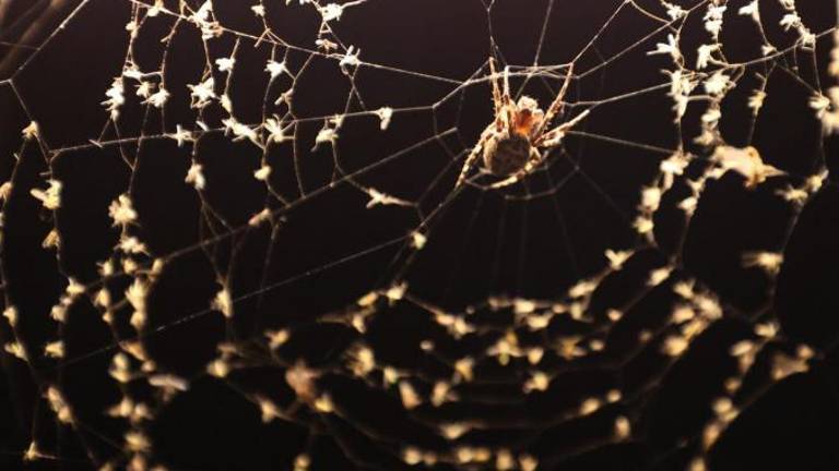 Za brezmejno mreženje si prizadevajo tudi pajki