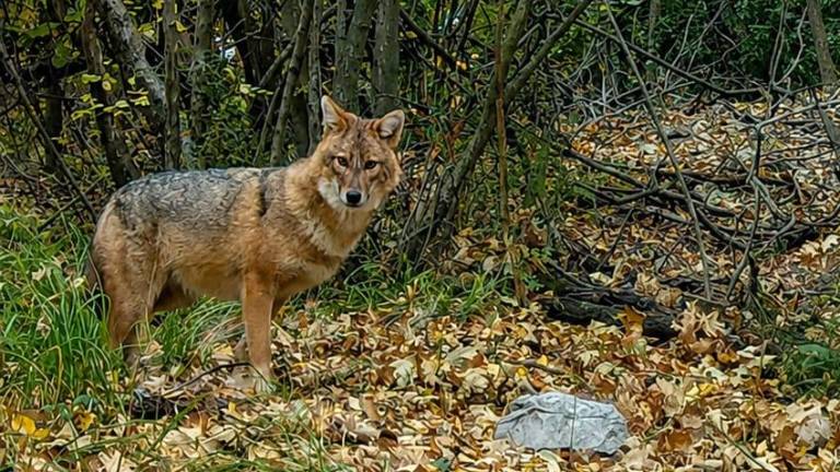 V tržaški občini izsledili 18 vrst sesalcev