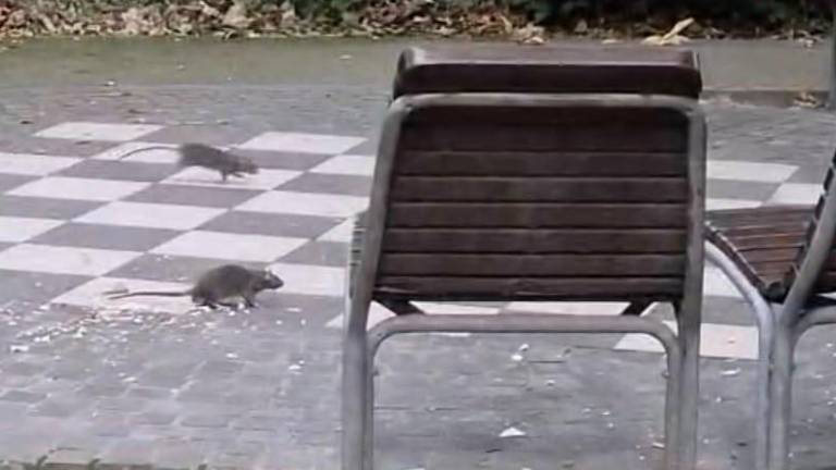 V Ljudski vrt so se vrnile podgane