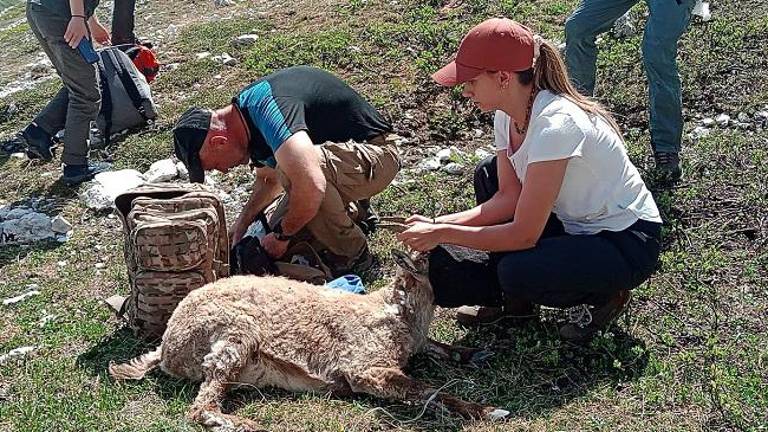 Na Kaninu rešili kozoroginjo (VIDEO)