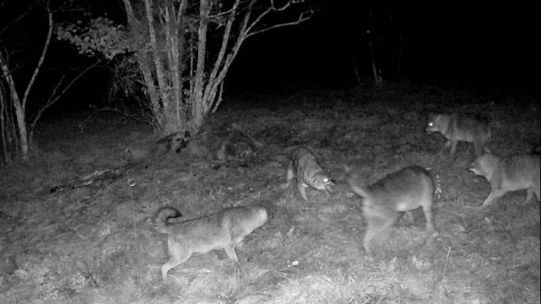 Repenski šakali spet na pohodu