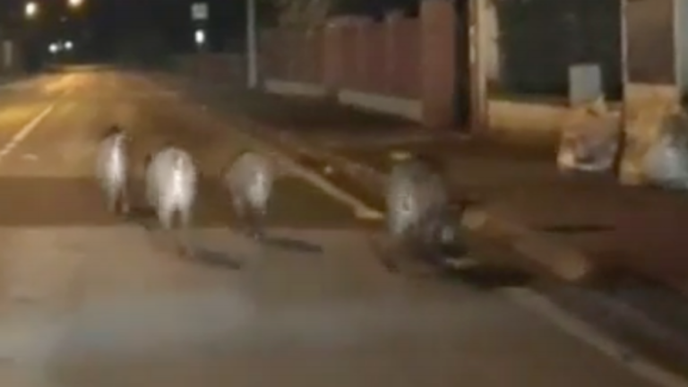 Divji prašiči se »razposajeno« sprehajajo po Podgori (video)