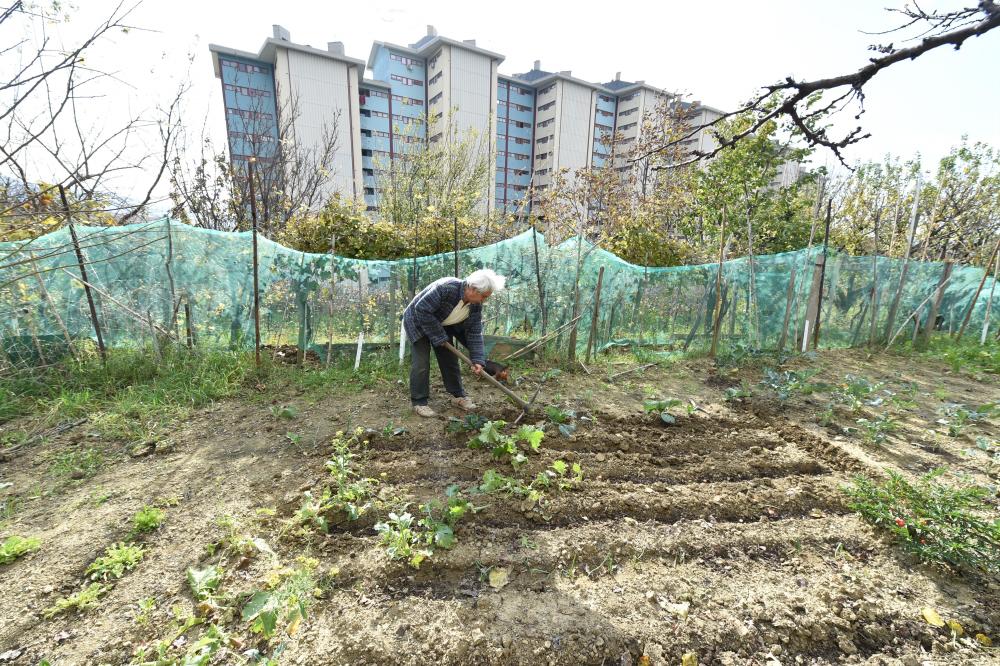 Kako do zelenjavnega vrta na javni površini