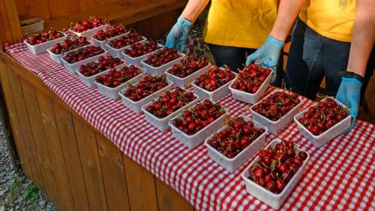 V Mačkoljah bo kmalu zadišalo po češnjah