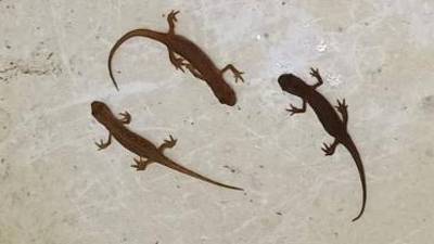 Rešeni pupki (DRUŠTVO EUGENIO ROSMANN)