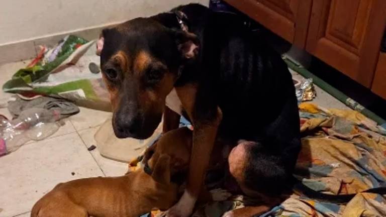 Dva psa in mačko pustil dva tedna v stanovanju brez nadzora in oskrbe