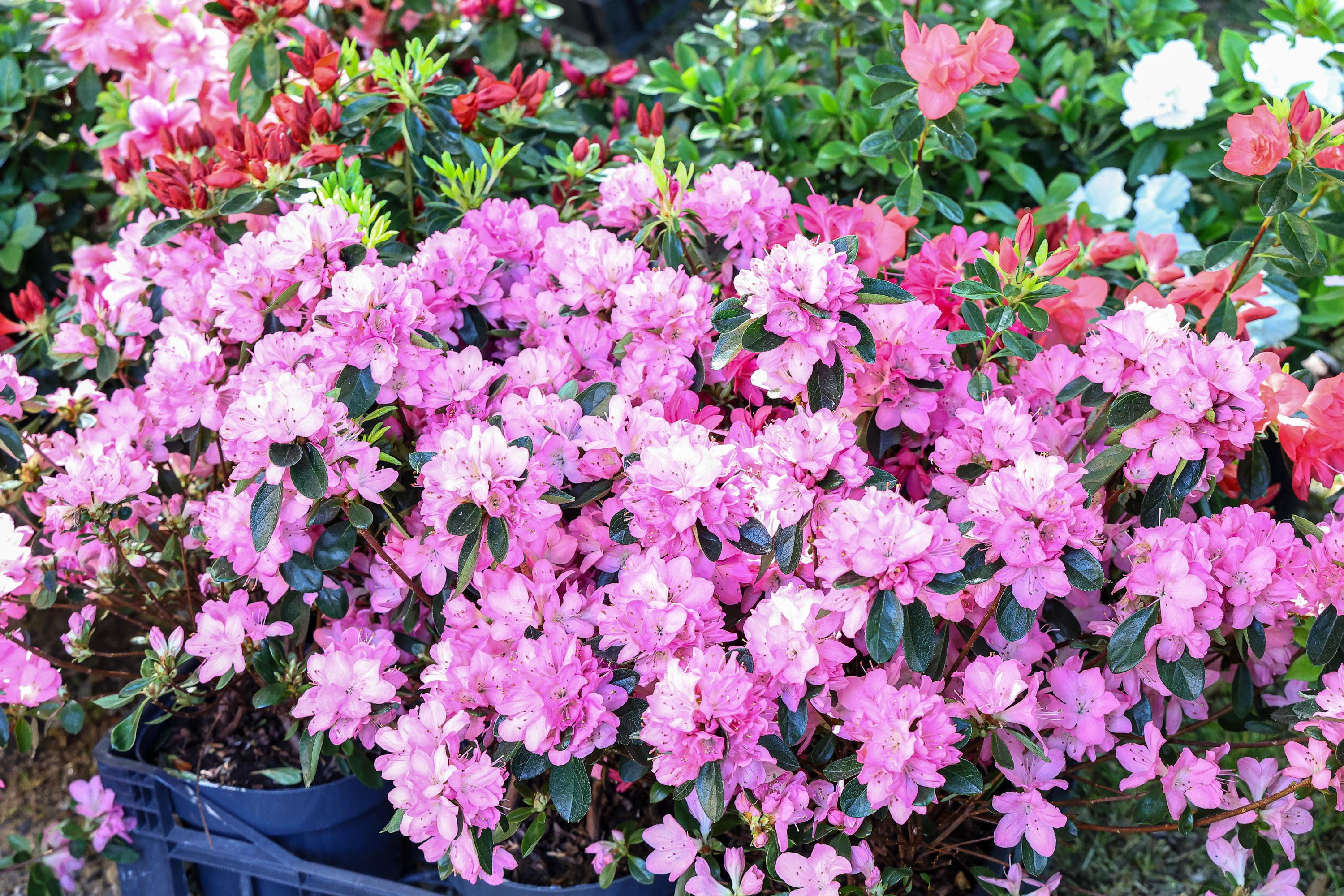 V Svetoivanski park so se vrnile stojnice s cvetjem