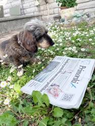 Jazbečrka Brine ( priletne/16 let), ki v senci, med marjeticami, gleda Primorski dnevnik.<i> (Mirjan Mikolj)</i>