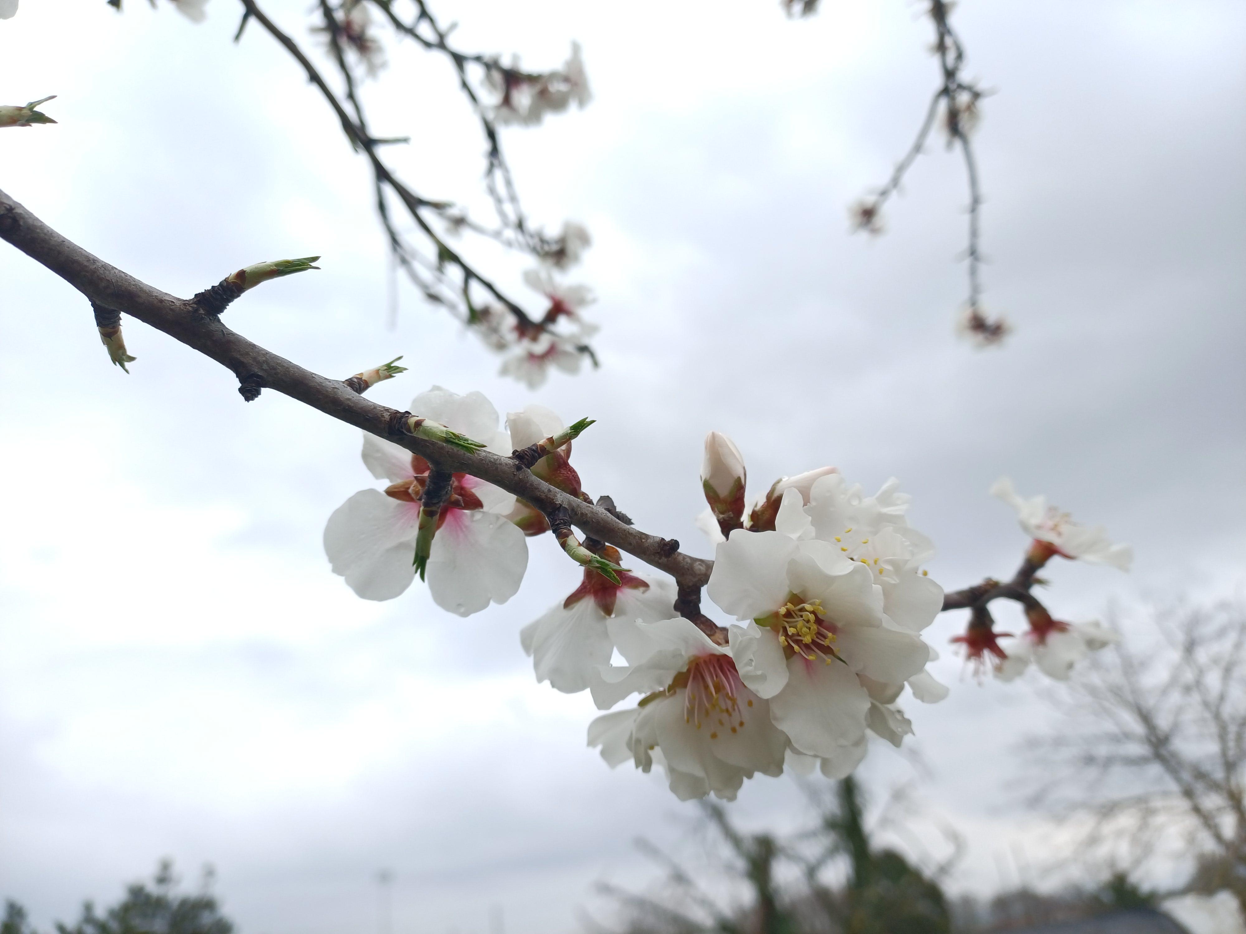 Narava se na polno prebuja tudi na Goriškem