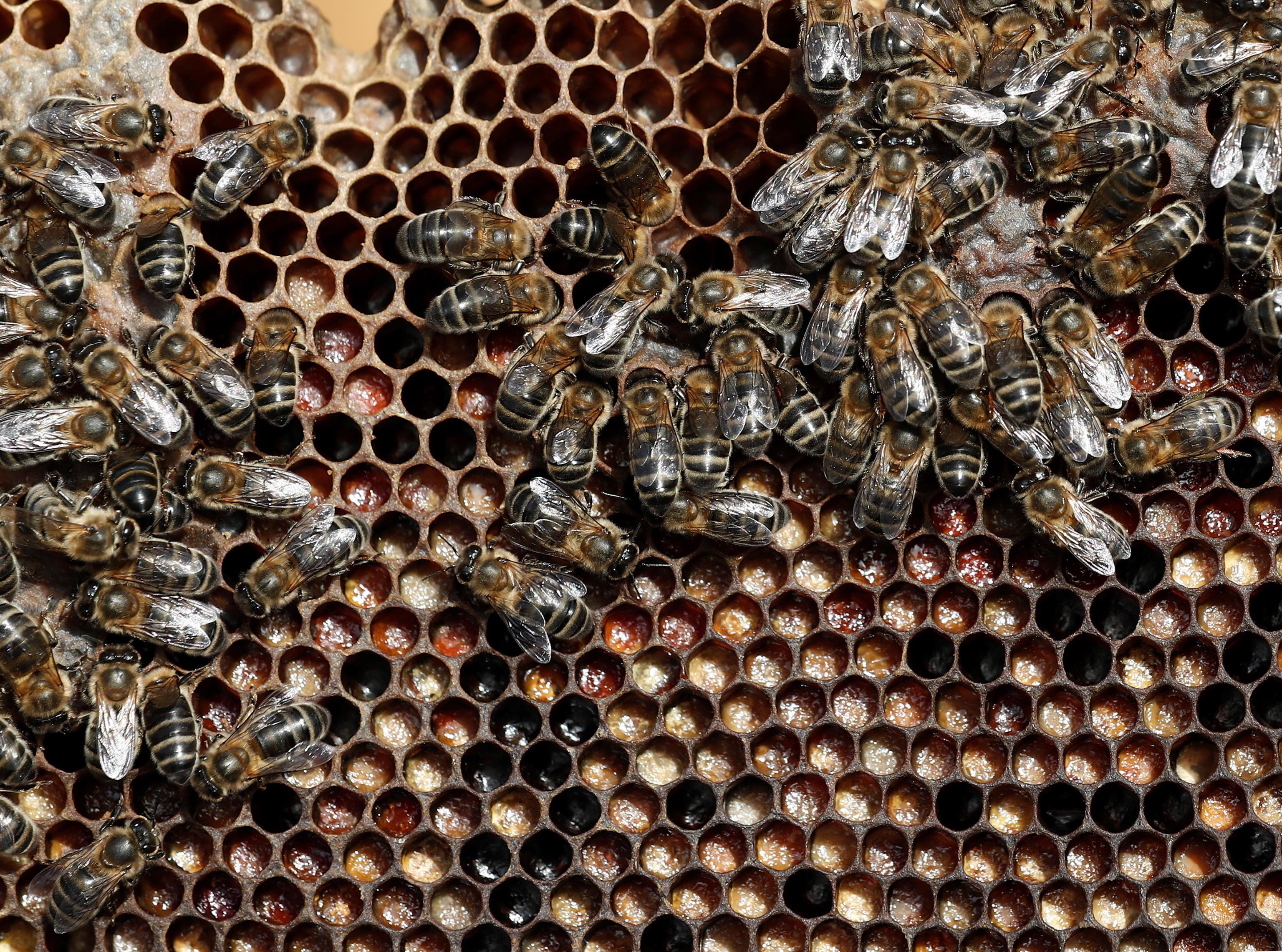 Vabijo k sajenju medovitih rastlin