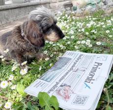 Jazbečrka Brine ( priletne/16 let), ki v senci, med marjeticami, gleda Primorski dnevnik.<i> (Mirjan Mikolj)</i>