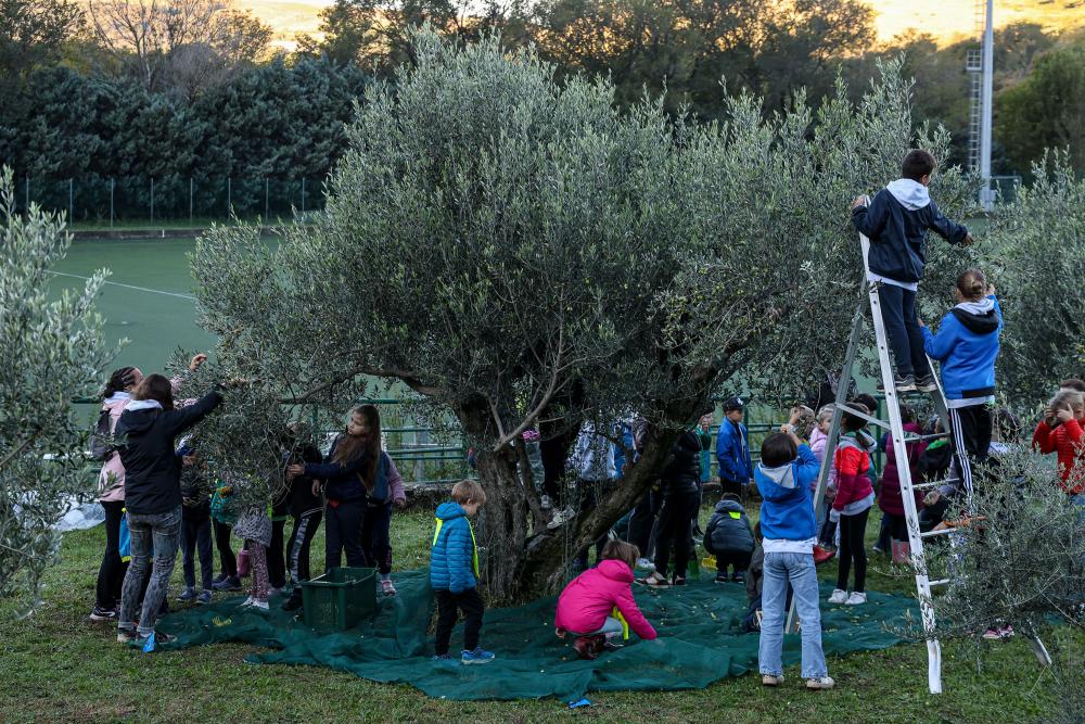 V Dolini več kot 150 otrok nabralo 200 kilogramov oljk