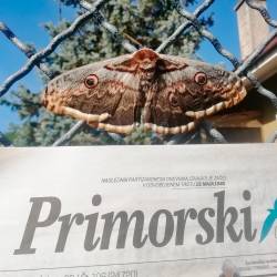 V Lonjerju tudi metulji berejo Primorski.<i>(Fabio Ruzzier)</i>