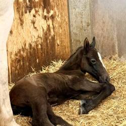 Žrebička 080 Slava XXXIV. (KOBILARNA LIPICA/FACEBOOK)