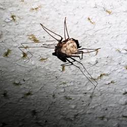 Pajkovec Charinus ioanniticus z mladiči v zaklonišču Kleine Berlin (L. MIRCOVICH/CAT)