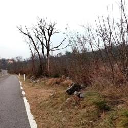 Zoglenela drevesa ob cesti