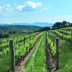 Obdelovanje zemlje je na območjih z naklonom (na sliki Števerjanski griči) težje kot v nižini