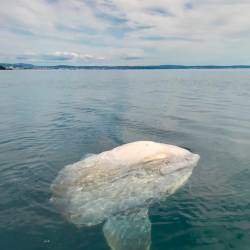 Poginuli morski mesec pri kriškem portiču (AREA MARINA PROTETTA MIRAMARE/FACEBOOK)