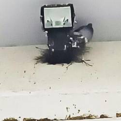 Gnezdo goloba nad oknom vrtca