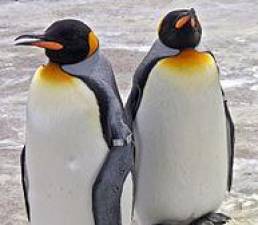 Cesarski pingvini (WIKIPEDIA)