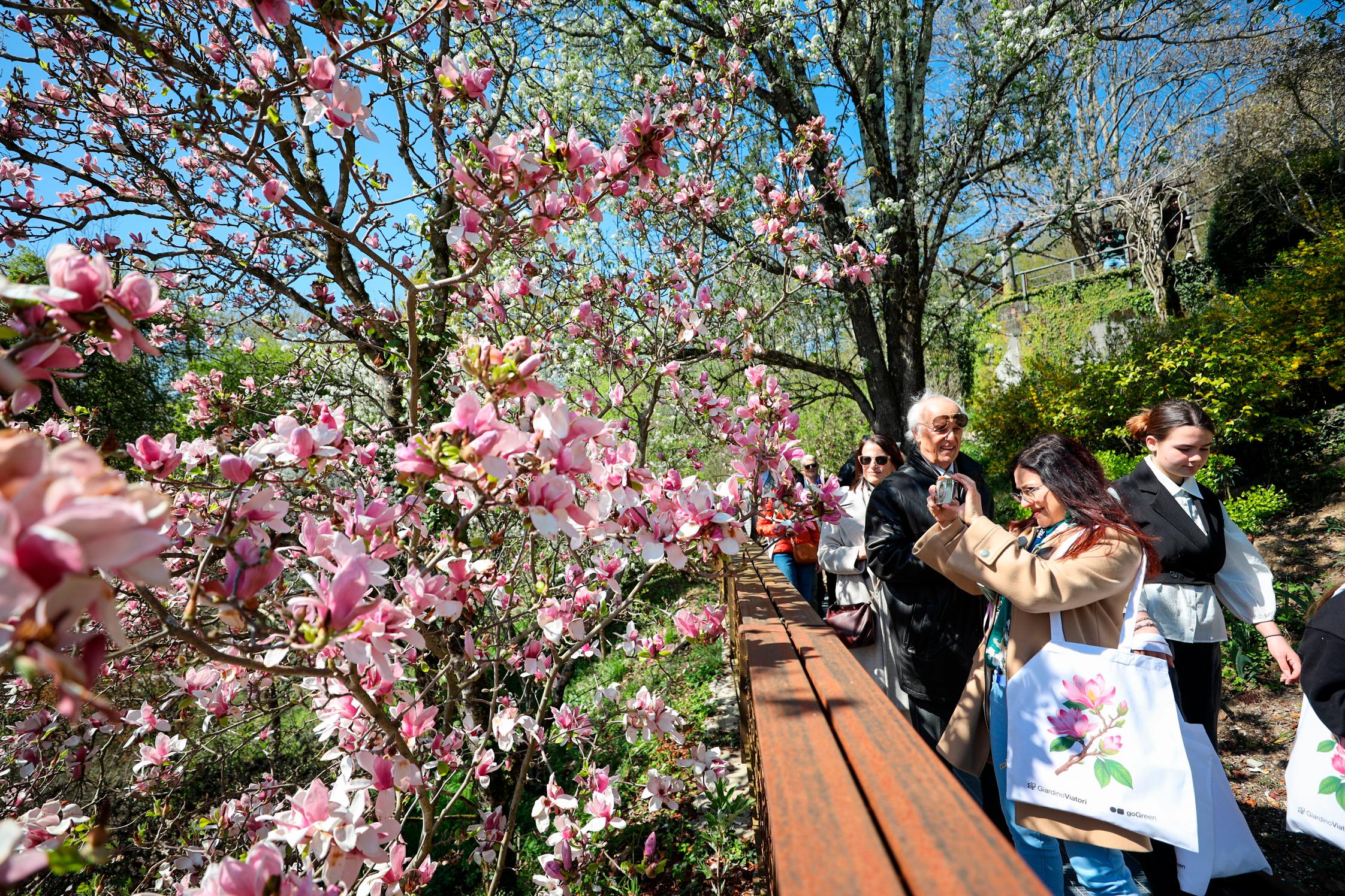 V vrtu Viatori v Gorici vrhunec cvetenja (foto)