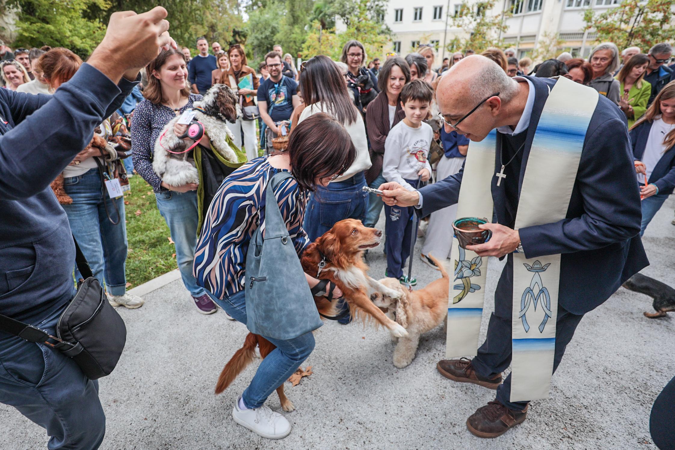 Kar 45 hišnih ljubljenčkov na lepotnem tekmovanju